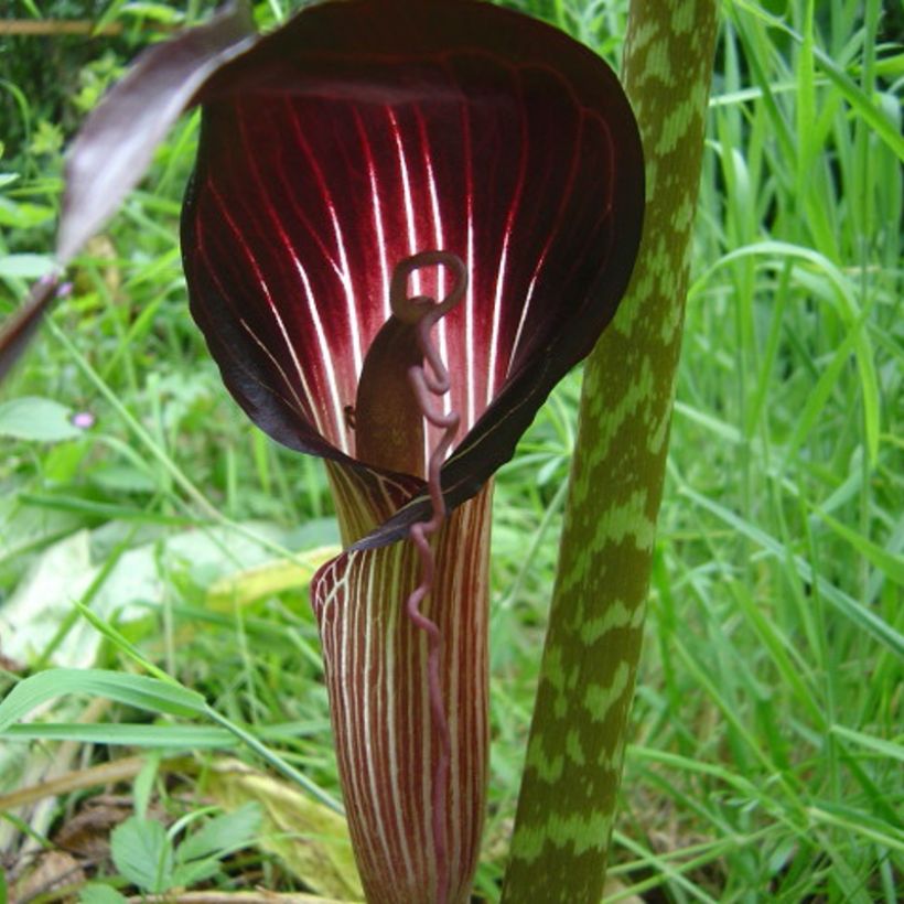 Arisaema speciosum (Floração)