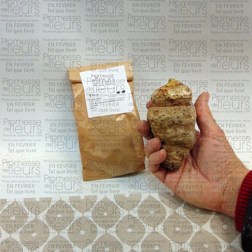 Exemplo de amostra de Arisaema speciosum Bulbo tal como entregue