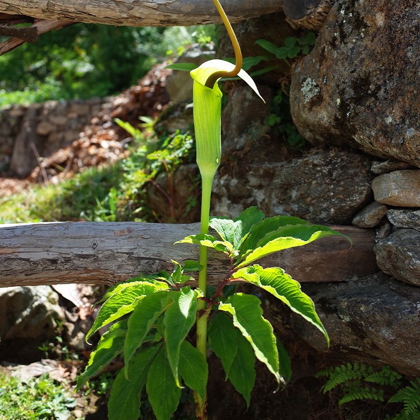 Arisaema tortuosum (Hábito)