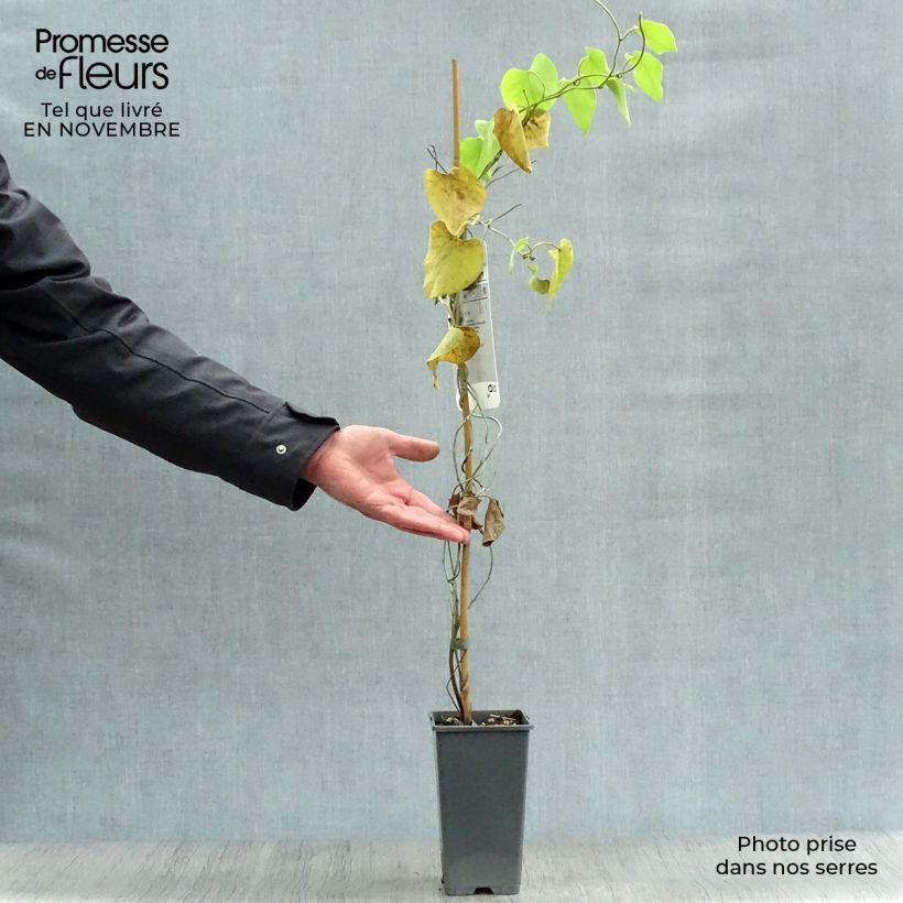 Amostra de Aristolochia macrophylla Vaso de 2 L/3 L tal como entregue no outono