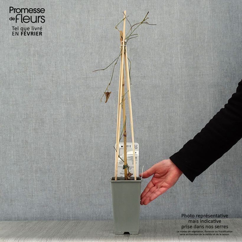 Amostra de Aristoloche - Aristolochia macrophylla (durior) Vaso de 2 L/3 L tal como entregue no inverno