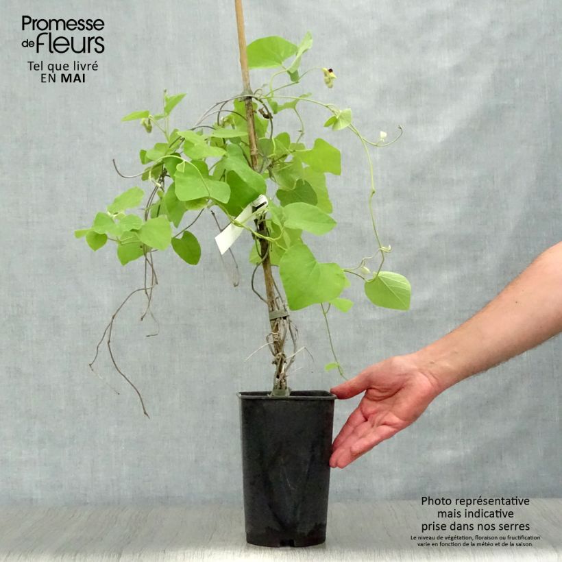 Amostra de Aristolochia macrophylla Vaso de 2 L/3 L tal como entregue na primavera