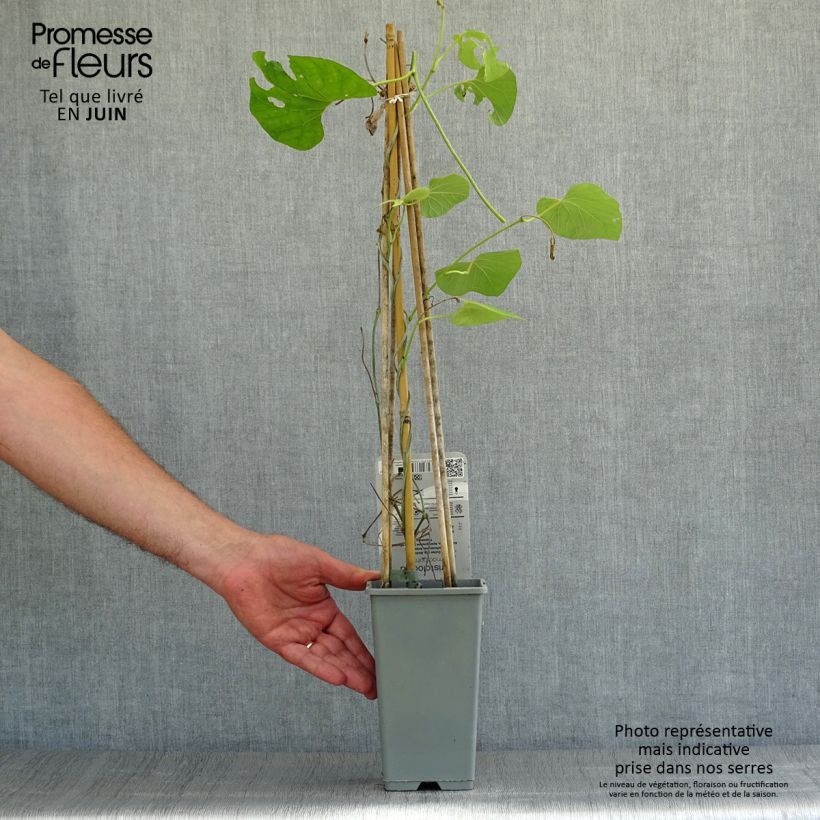 Amostra de Aristolochia macrophylla Vaso de 1 L/1,5 L tal como entregue no verão