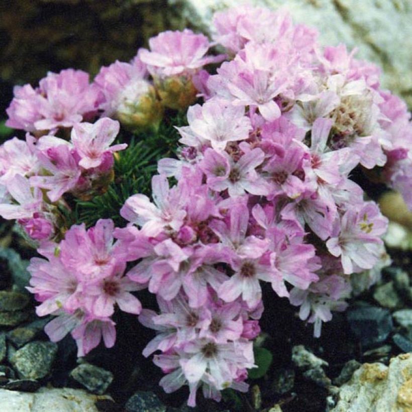 Armeria juniperifolia Bevan's Variety (Hábito)
