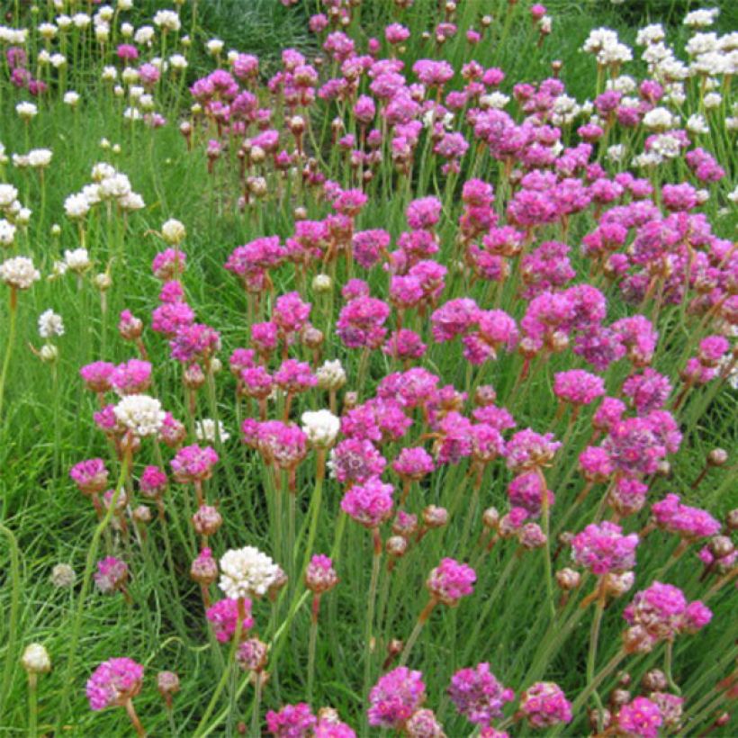 Armeria maritima Splendens (Floração)
