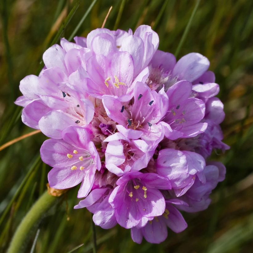 Armeria maritima Rosea (Floração)