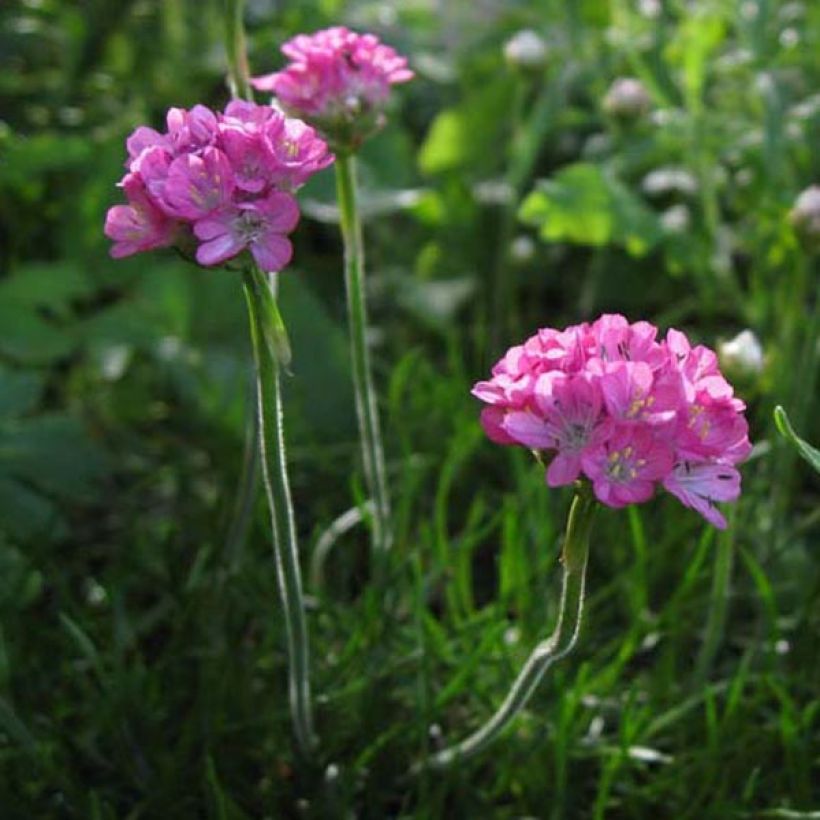 Armeria maritima Rosea (Hábito)