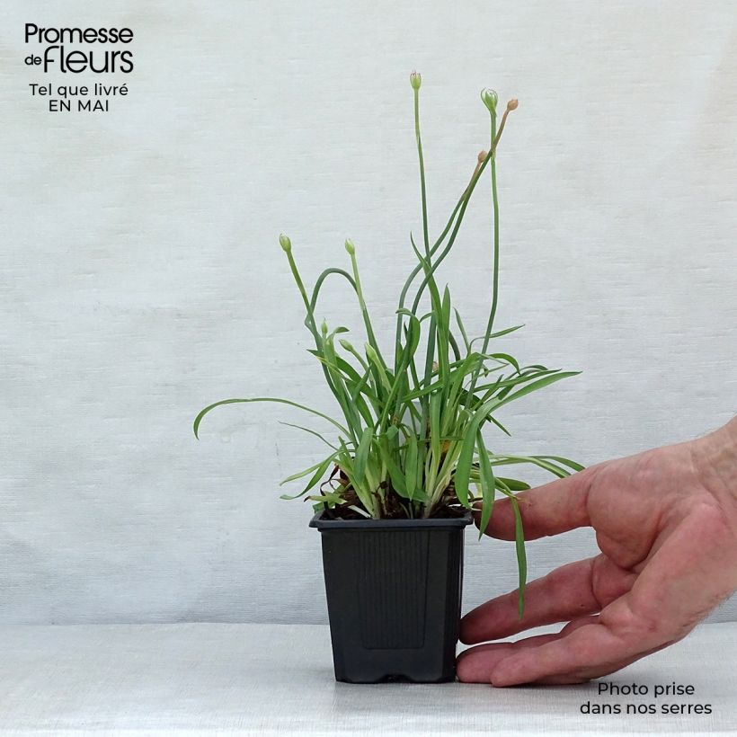 Amostra de Armeria pseudarmeria Ballerina Lilac Vaso de 8/9 cm tal como entregue na primavera