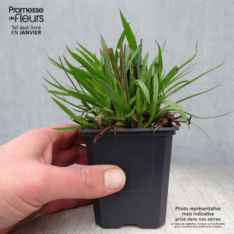 Amostra de Armeria pseudarmeria Ballerina Lilac - Gazon d'Espagne Vaso de 8/9 cm tal como entregue no inverno