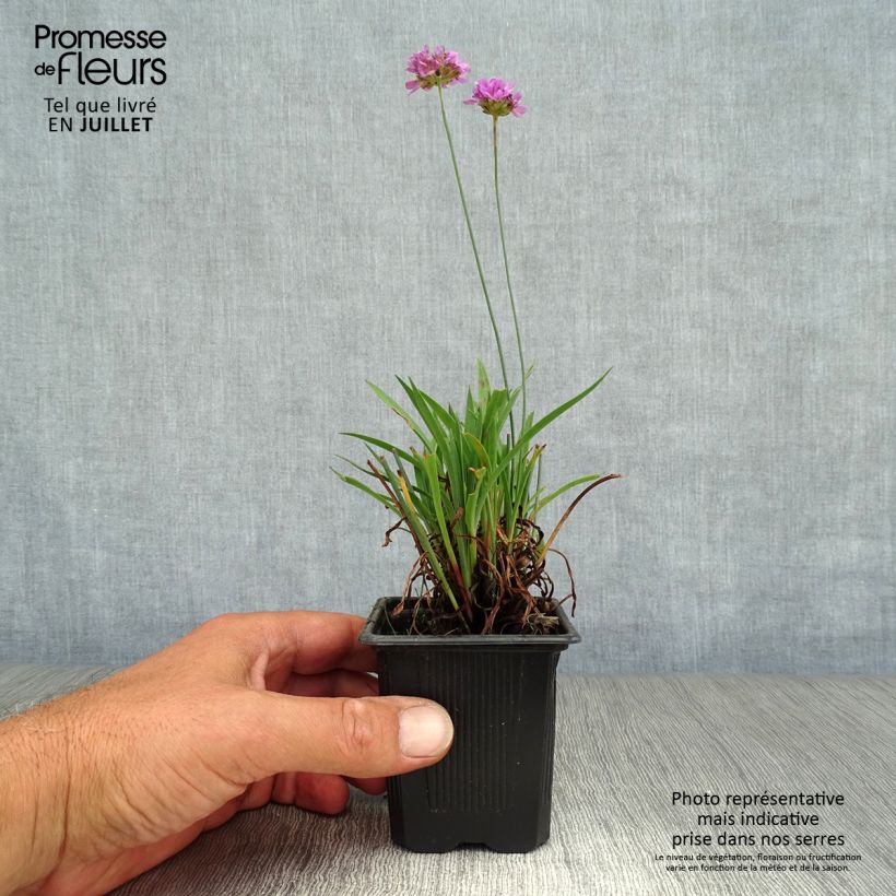 Amostra de Armeria pseudarmeria Ballerina Lilac Vaso de 8/9 cm tal como entregue no verão