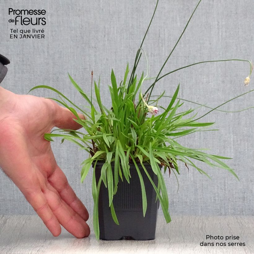 Amostra de Armeria pseudarmeria Ballerina Red - Gazon d'Espagne. Vaso de 8/9 cm tal como entregue no inverno