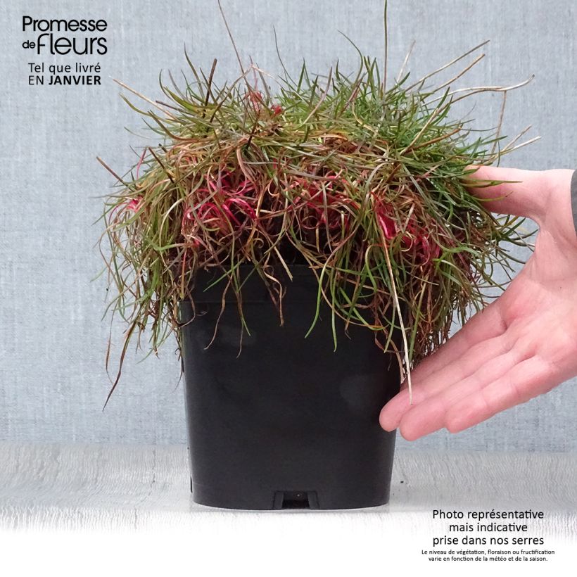 Amostra de Armeria pseudarmeria Ballerina Red - Gazon d'Espagne. Vaso de 2 L/3 L tal como entregue no inverno