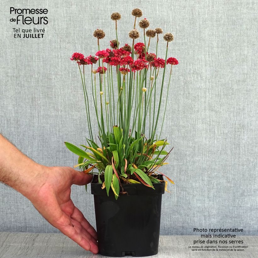 Amostra de Armeria pseudarmeria Ballerina Vermelho Vaso de 2 L/3 L tal como entregue no verão