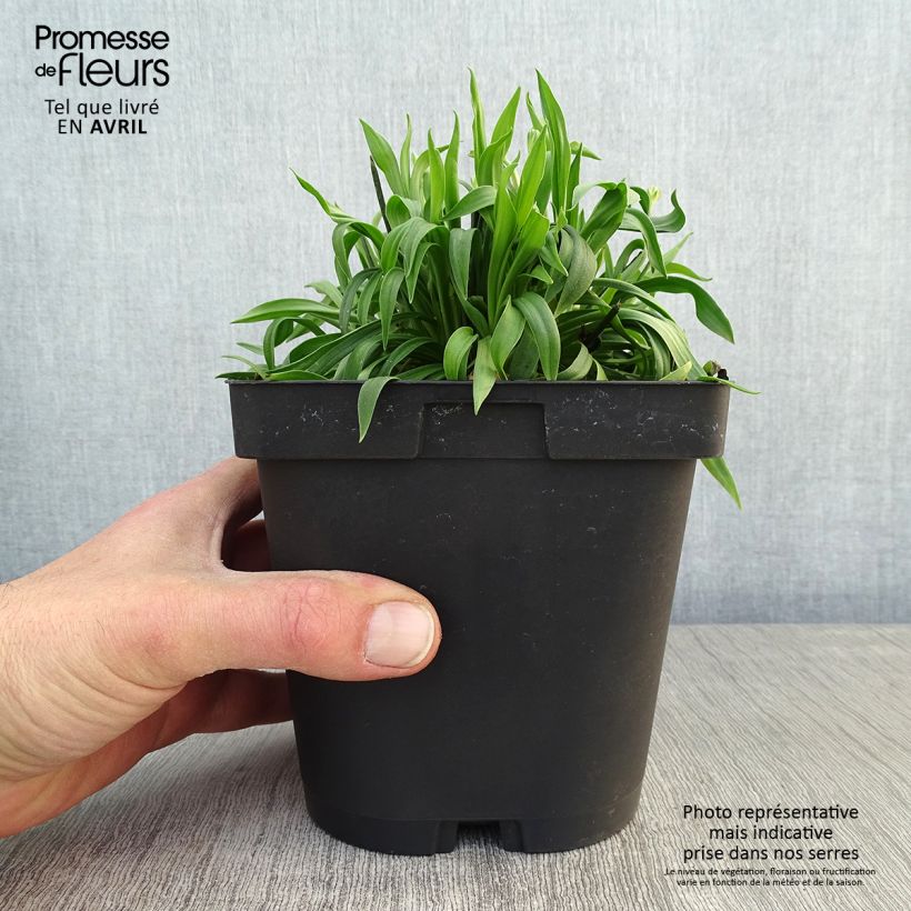 Amostra de Armeria pseudarmeria Ballerina Vermelho Vaso de 2 L/3 L tal como entregue na primavera