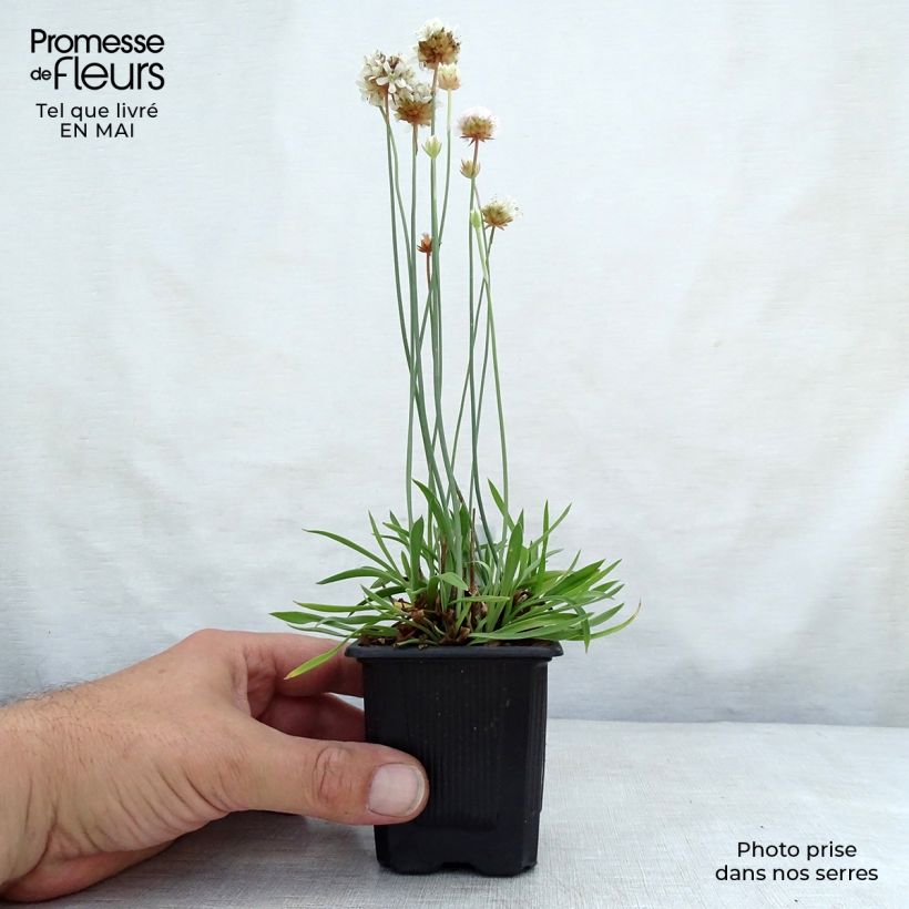 Amostra de Armeria pseudarmeria Ballerina White Vaso de 8/9 cm tal como entregue na primavera