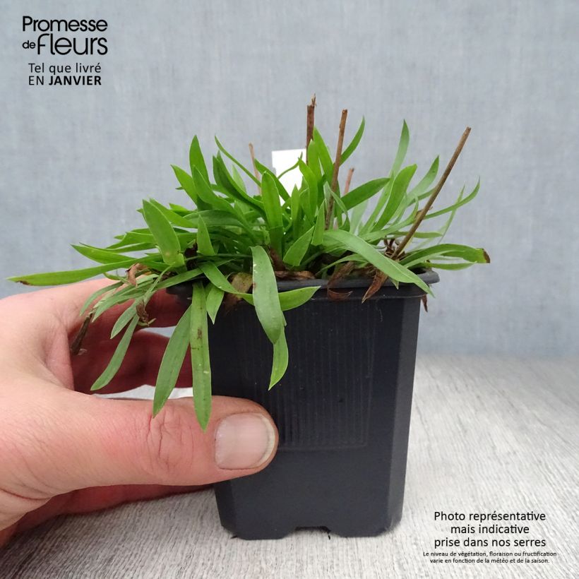 Amostra de Armeria pseudarmeria Ballerina White - Gazon d'Espagne Vaso de 8/9 cm tal como entregue no inverno