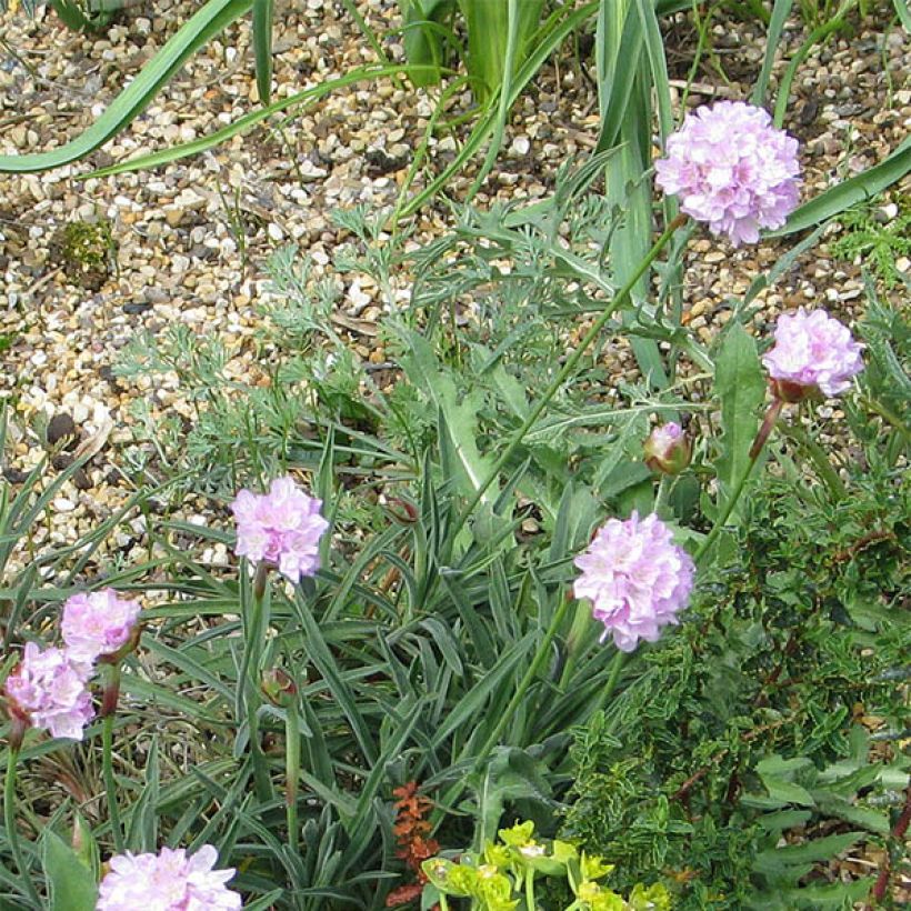 Armeria welwitschii (Floração)