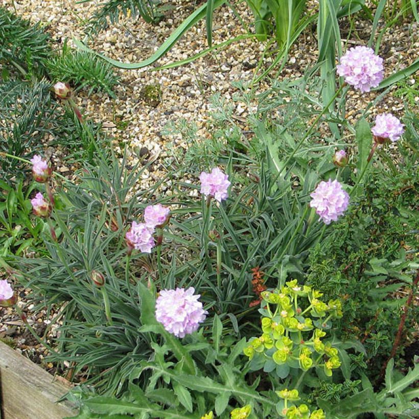 Armeria welwitschii (Hábito)