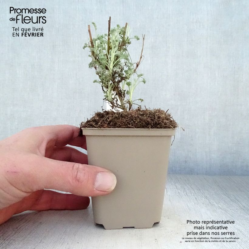 Amostra de Armoise - Artemisia arborescens Little Mice Vaso de 8/9 cm tal como entregue no inverno