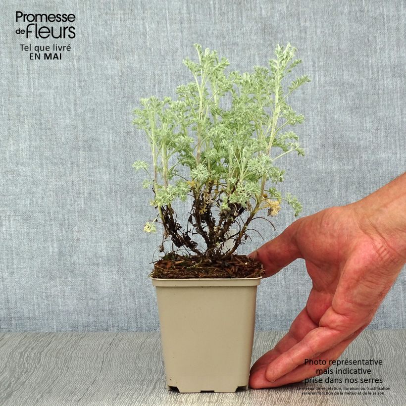 Amostra de Artemisia arborescens Little Mice Vaso de 8/9 cm tal como entregue na primavera