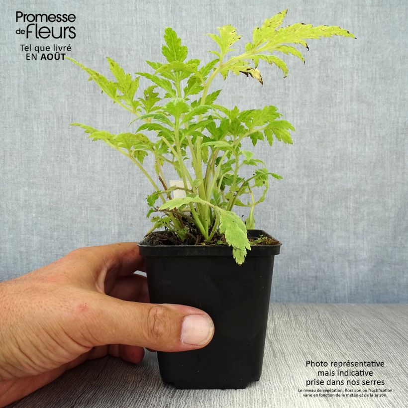 Amostra de Artemisia lactiflora Vaso de 8/9 cm tal como entregue no verão