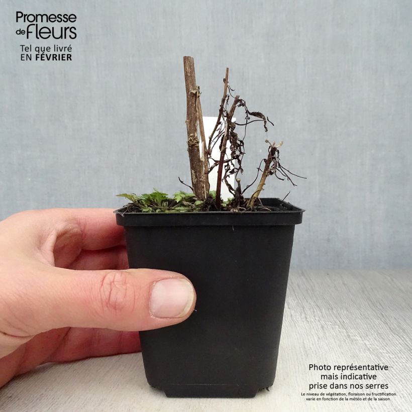 Amostra de Artemisia lactiflora Vaso de 8/9 cm tal como entregue no inverno