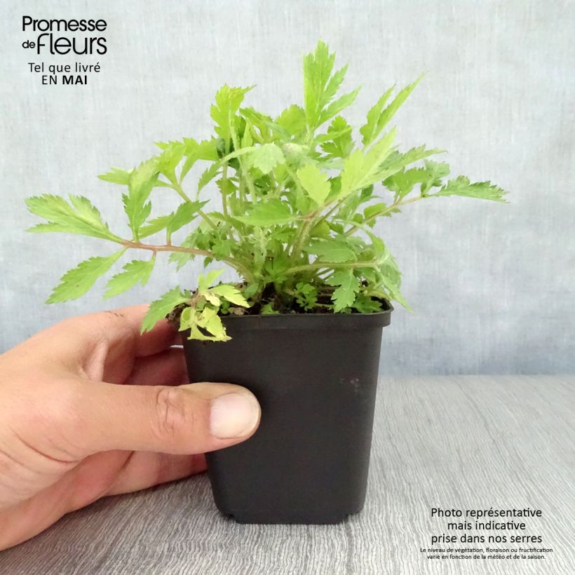 Amostra de Artemisia lactiflora Vaso de 8/9 cm tal como entregue na primavera