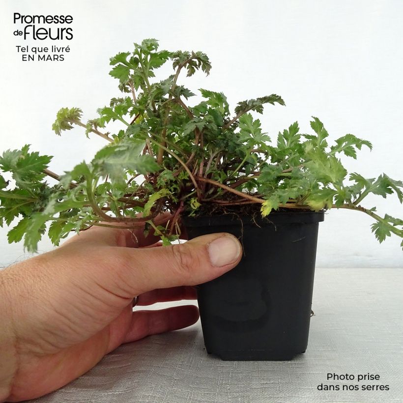 Amostra de Artemisia lactiflora Guizhou Vaso de 8/9 cm tal como entregue na primavera