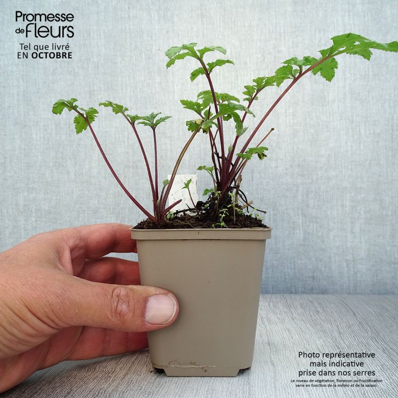 Amostra de Artemisia lactiflora Guizhou Vaso de 8/9 cm tal como entregue no outono