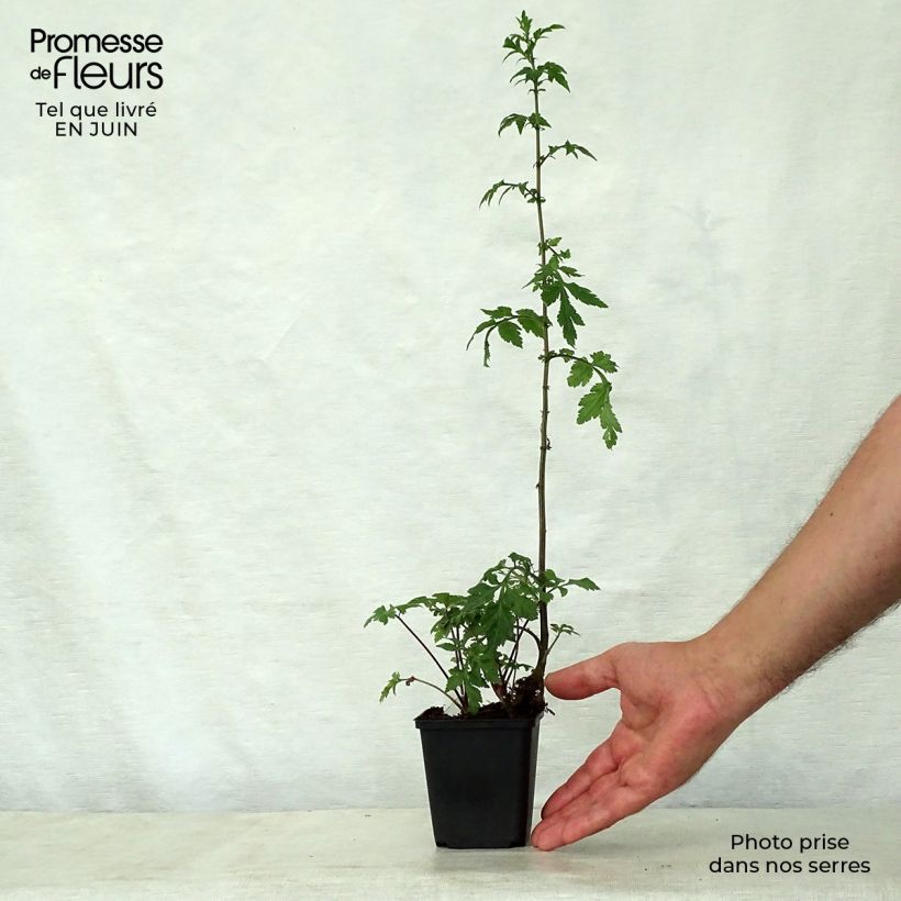 Amostra de Artemisia lactiflora Guizhou Vaso de 8/9 cm tal como entregue no verão