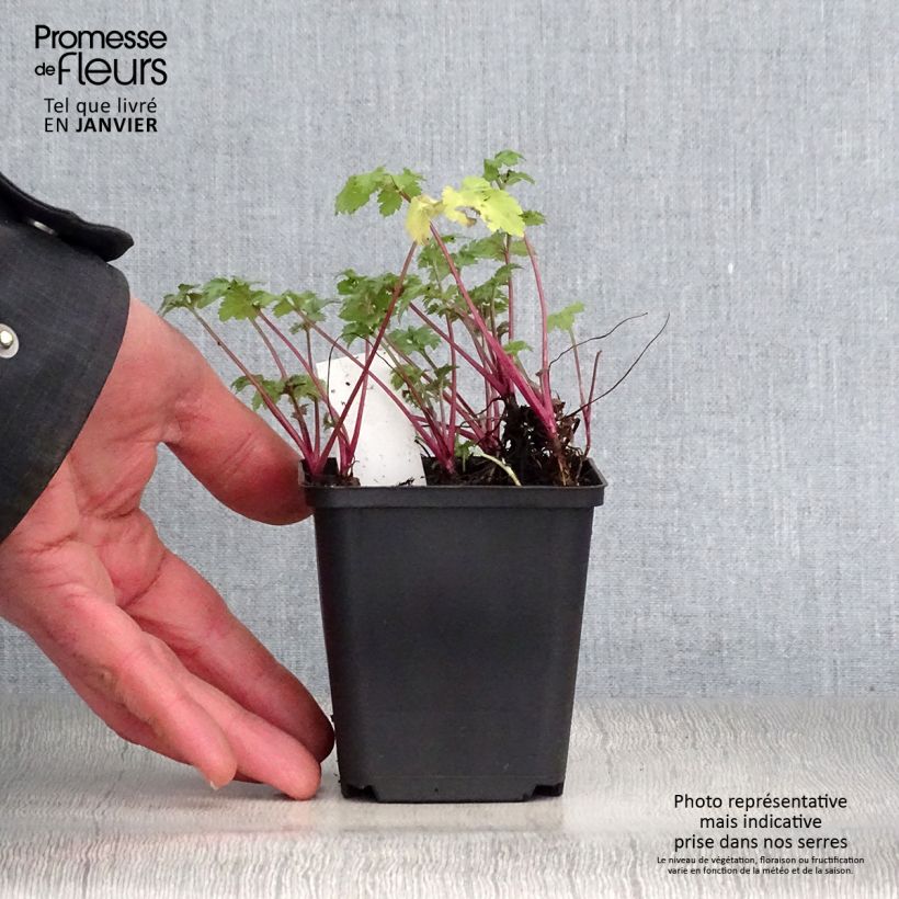 Amostra de Artemisia lactiflora Guizhou Vaso de 8/9 cm tal como entregue no inverno