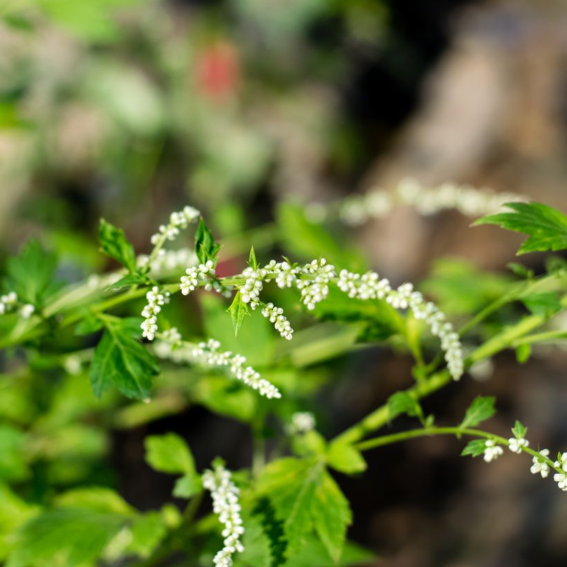 Artemisia lactiflora (Floração)