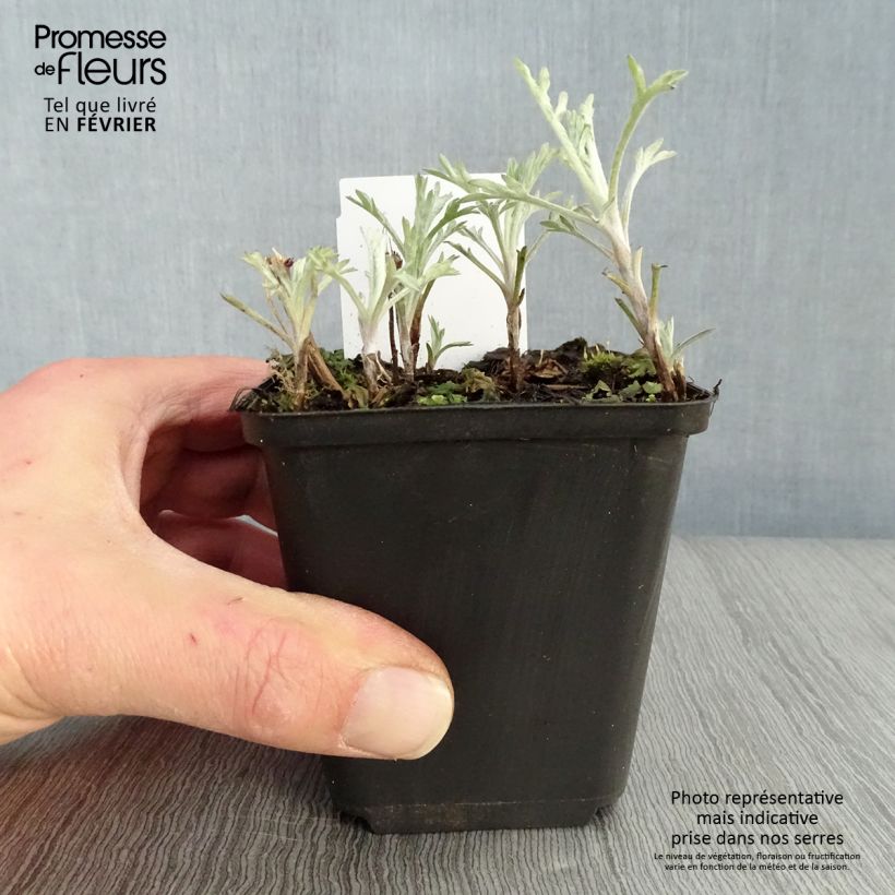 Amostra de Armoise - Artemisia ludoviciana Silver Queen Vaso de 8/9 cm tal como entregue no inverno