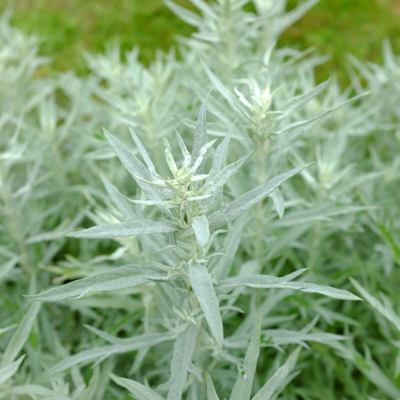 Artemisia ludoviciana Silver Queen (Folhagem)