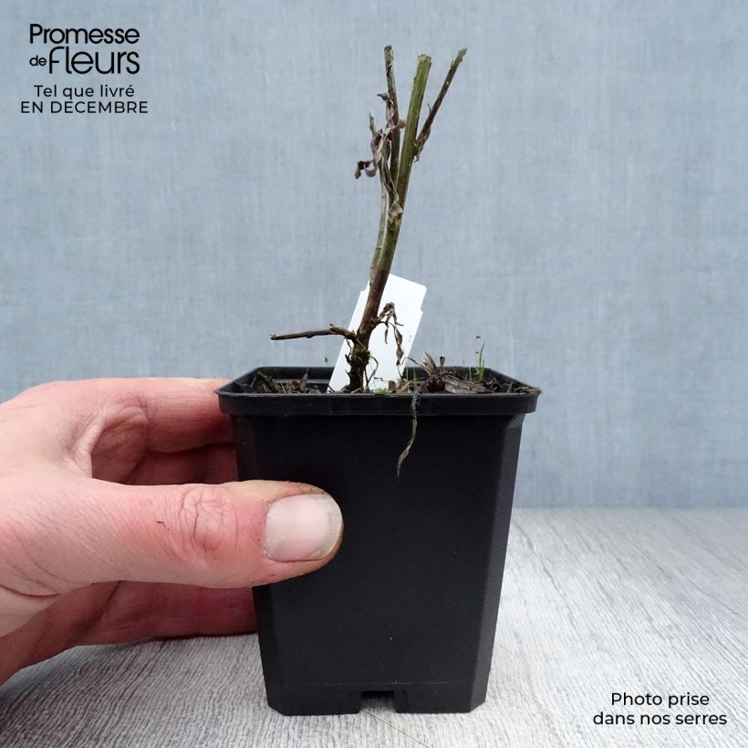 Amostra de Armoise - Artemisia ludoviciana Valerie Finnis Vaso de 8/9 cm tal como entregue no inverno