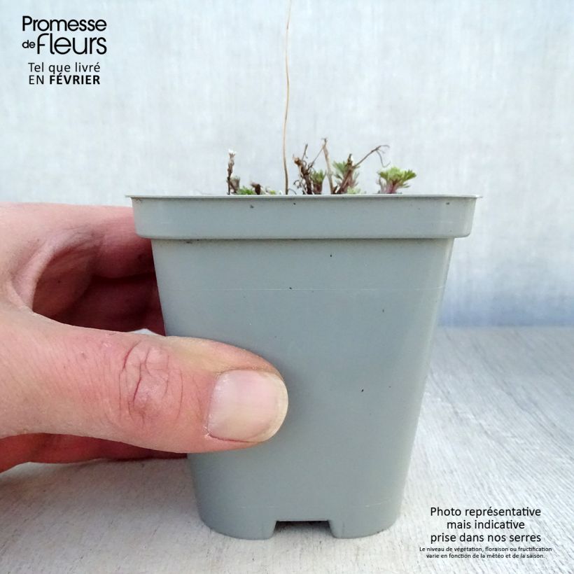 Amostra de Armoise - Artemisia schmidtiana Nana Vaso de 8/9 cm tal como entregue no inverno