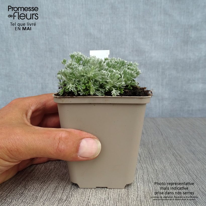 Amostra de Artemisia schmidtiana Nana Vaso de 8/9 cm tal como entregue na primavera