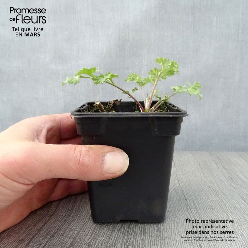 Amostra de Artemísia Bio - Erva-do-fogo Vaso de 7/8 cm tal como entregue na primavera