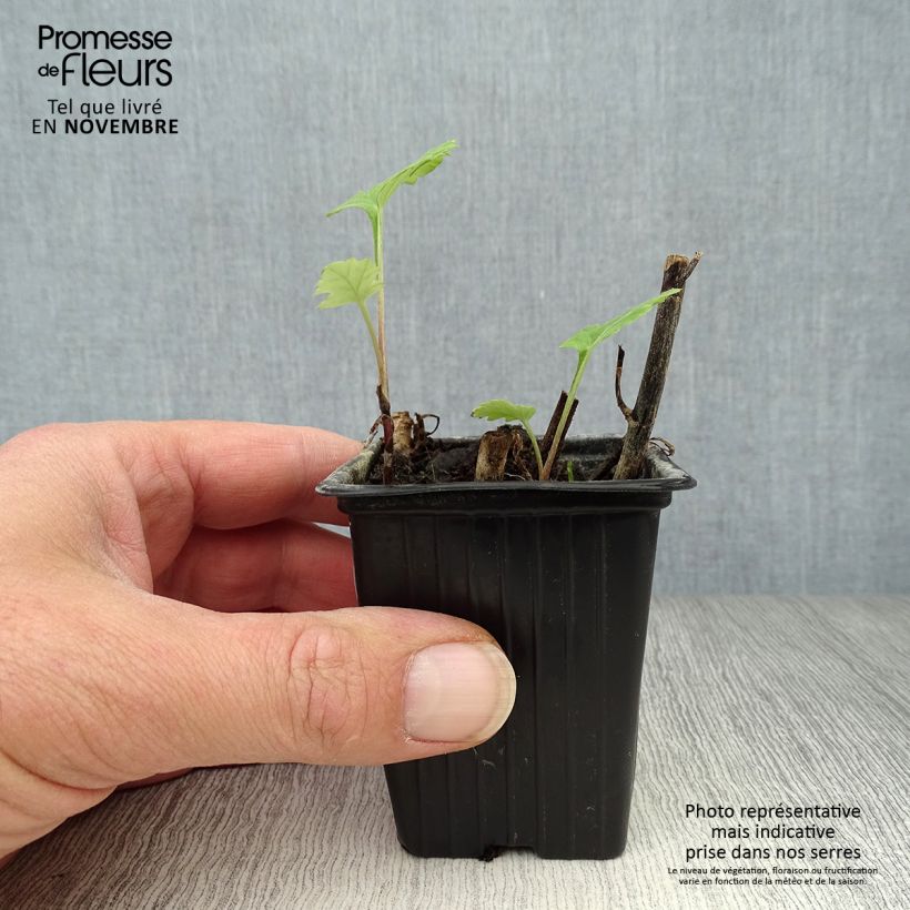 Amostra de Artemísia - Erva-do-fogo Vaso de 7/8 cm tal como entregue no outono