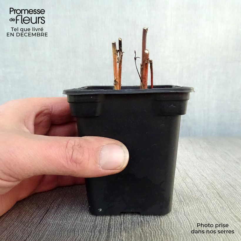 Amostra de Armoise - Artemisia vulgaris - Herbe de feu Vaso de 7/8 cm tal como entregue no inverno