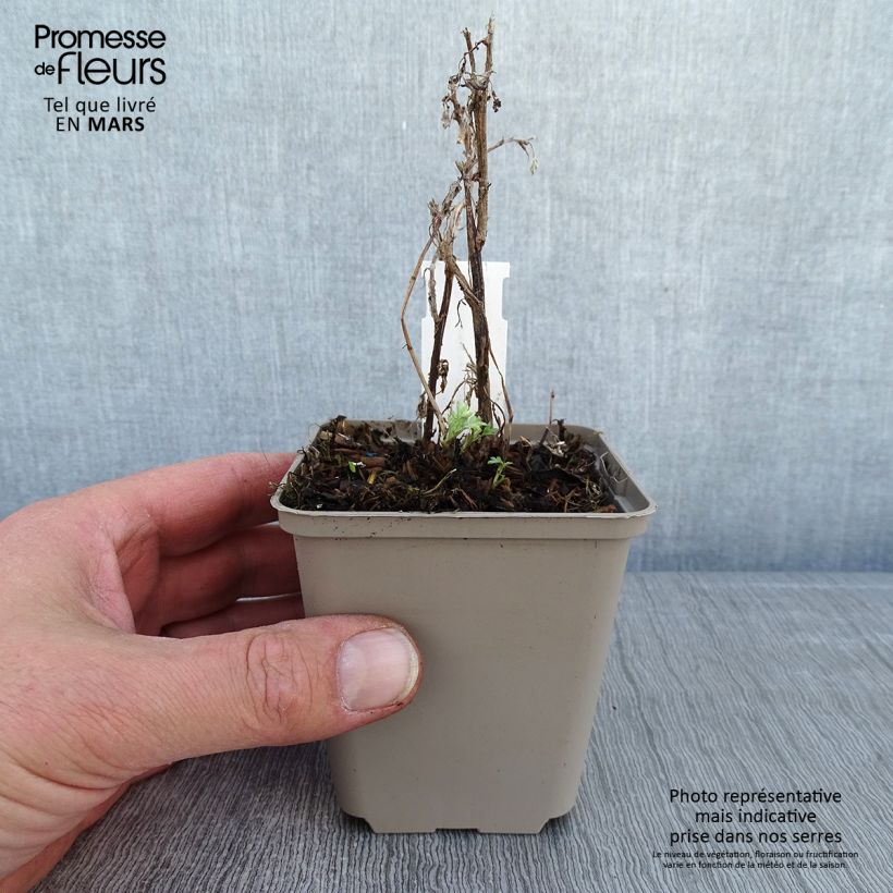 Amostra de Armoise - Artemisia vulgaris Oriental Limelight Vaso de 8/9 cm tal como entregue no inverno