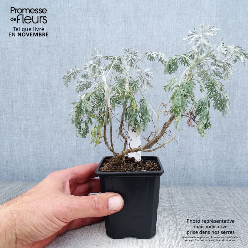 Amostra de Artemisia arborescens Powis Castle Vaso de 8/9 cm tal como entregue no outono