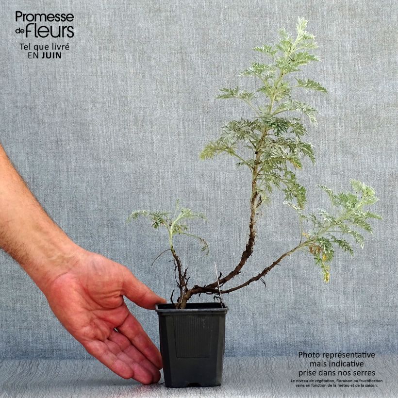 Amostra de Artemisia arborescens Powis Castle Vaso de 8/9 cm tal como entregue no verão