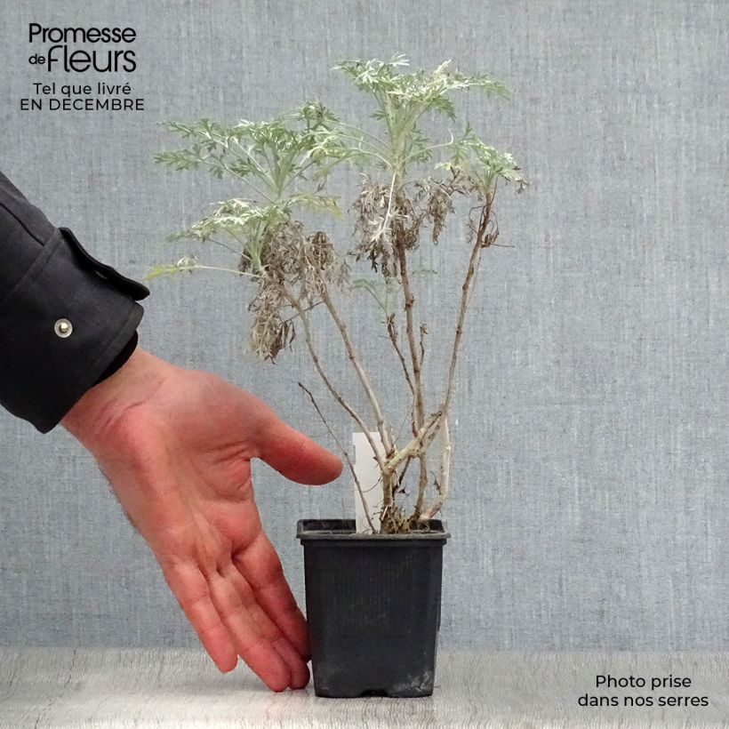 Amostra de Artemisia arborescens Powis Castle Vaso de 8/9 cm tal como entregue no inverno