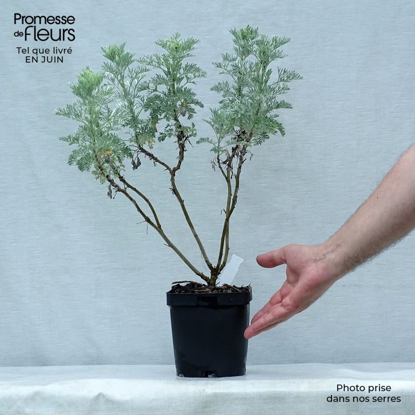 Amostra de Artemisia arborescens Powis Castle Vaso de 2 L/3 L tal como entregue no verão
