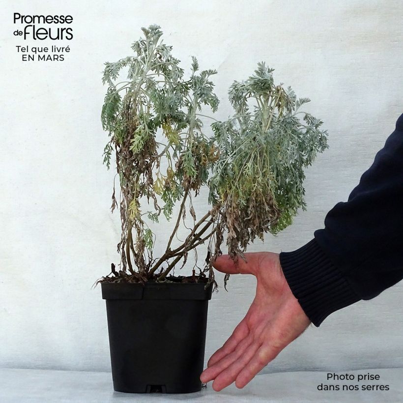 Amostra de Artemisia arborescens Powis Castle Vaso de 2 L/3 L tal como entregue na primavera