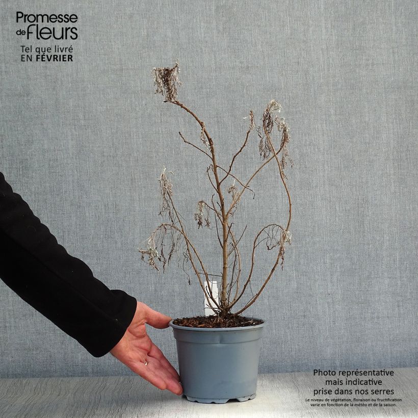 Amostra de Artemisia arborescens Powis Castle Vaso de 2 L/3 L tal como entregue no inverno