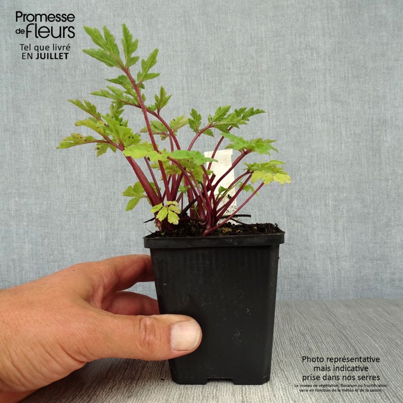 Amostra de Artemisia lactiflora Jim Russel Vaso de 8/9 cm tal como entregue no verão