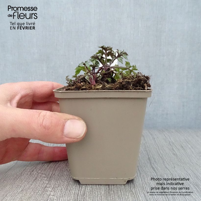 Amostra de Armoise chinoise Jim Russel - Artemisia lactiflora Vaso de 8/9 cm tal como entregue no inverno