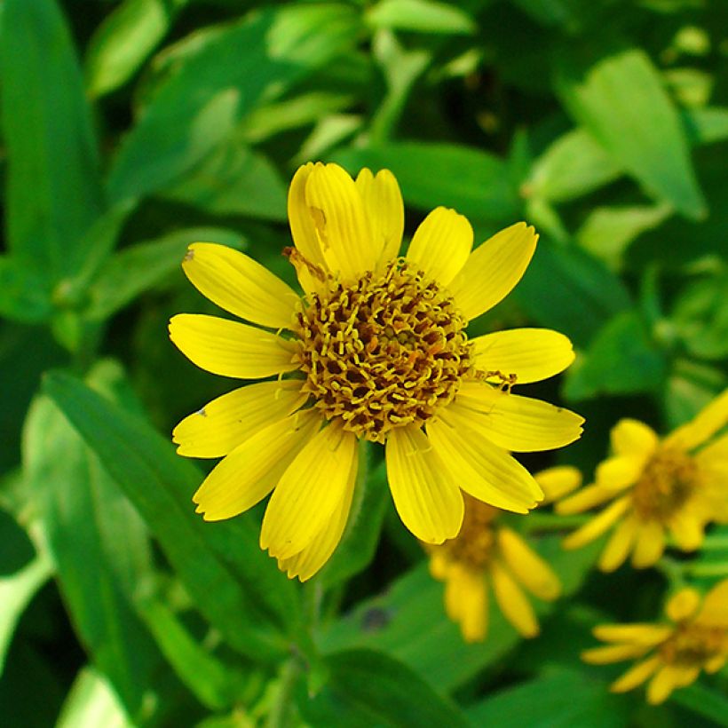 Arnica chamissonis (Floração)